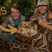 We Found HUGE Python Nests In Florida