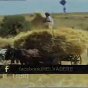 Harmana Serdiler Sarı Samanı