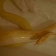 Burmese Python Taking A Bath