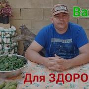 Сосновые шишки Варенье и настойка Целебные свойства Кашель не мучает Варенье из шишек зоотроп