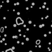 Slime Mold Simulation