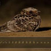 Fiery Necked Nightjar Call Sounds An Iconic Night Sound Of The African Bush