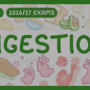 A Level Biology Digestion Physical Chemical Structure Of Digestive System 2026 27 Exams