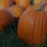 David S Pumpkins Song