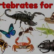 20 Invertebrates Vocabulary For Kids Learn Names Of Invertebrate Animals With Pictures Animals