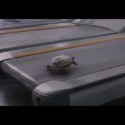 Deja Vu Turtle