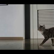Cat Progressive Walk