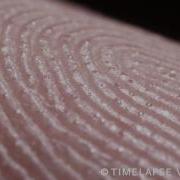 Fingerprints And Sweat Glands 指紋と汗腺