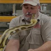 Giant Python Bit My Face