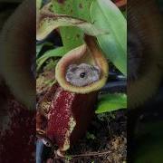 This Pitcher Plant Ate My Hamster Nepenthes Carnivorousplants Pitcherplant