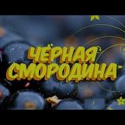 Черная смородина Sevenrose Новинка 2021
