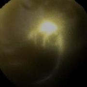Subsurface Scattering Test Figure In Amber