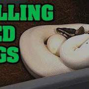 LET S PULL SOME EGGS How We Take Setup And Incubate Ball Python EGGS