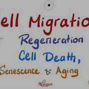 Cell Migration Cell Death Apoptosis Vs Necrosis Regeneration Senescence And Aging
