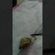 Извлечение Leucochloridium Paradoxum из улитки