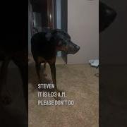 This Dog Will Walk In Slow Motion And Then Scare His Owner NicholasJamesEmmizzie