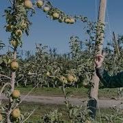 Growing Cider Trees On Trellis Systems