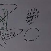 Liver Function 2 Bile Production