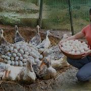 REWIND TIMELAPSE Harvesting A Lot Of Eggs Go To Market Sell Raising Ducks Phuong S Story
