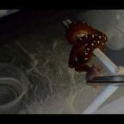 Green Tree Python Neonate Feeding