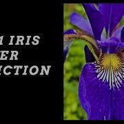 POC 1 Machine Learning Logistic Regression Iris Flower Prediction