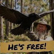 Forest Raven Released