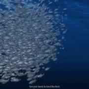 Flocking Fishes With Processing 2