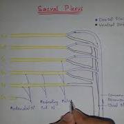 How To Draw Sacral Plexus Lower Limb Doctor Z