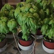 Raspberry Pi Smart Garden System Prototype Demo