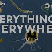 The Microcosmos Compilation Compilation Compilation