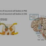 Nervous Tissue Part 1