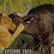 PREDATORS VS PREY The Struggle Against The Apex Predators Animal Documentary