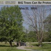 Managing EAB In YOUR Local Situation