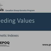 GenOvis Program What Is A Selection Index
