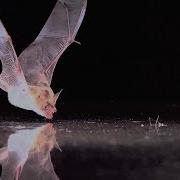 BAT SENSE By Nature Video
