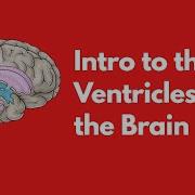Intro To The Ventricle Of The Brain