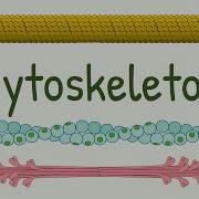 Структура и функции цитоскелета клетки Микротрубочки Тонкие толстые и промежуточные филаменты