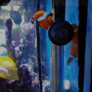 Ocellaris Clownfish Spawning