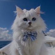 Белый теплоход Котоклип Поёт Юрий Антонов