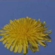 Time Lapse Dandelion Flower To Seed Head