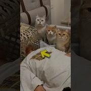 Cats Love Dad Shorts
