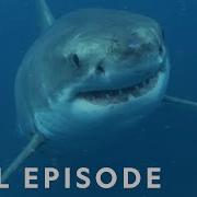 Shark Queens Rulers Of The Ocean SPECIAL Full Episode Shark Queens