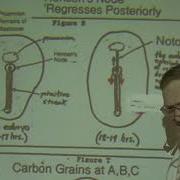 BIOL 3230 Эмбриология Лекция 7 Развитие цыпленка часть 2