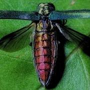 Emerald Ash Borer Invades Iowa