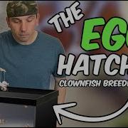 My FIRST Successful Clownfish Hatch Tough Lessons Learned Clownfish Breeding Part 4