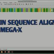 Multiple Protein Sequence Alignment Using MEGA X II Amino Acid Sequence Alignment II