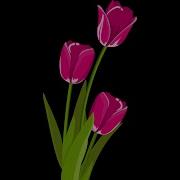 Python Turtle Graphics 33 Tulips Art By Code Shorts