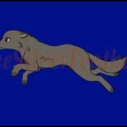 Wolf Run Cycle Test Animation
