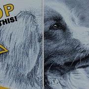 Key Components Of Fur Drawing Realistic Fur Tutorial How To Draw Fur Step By Step Do S Don Ts