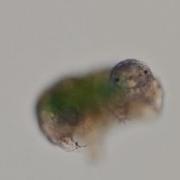 Water Bears The Toughest Micro Animal On The Planet